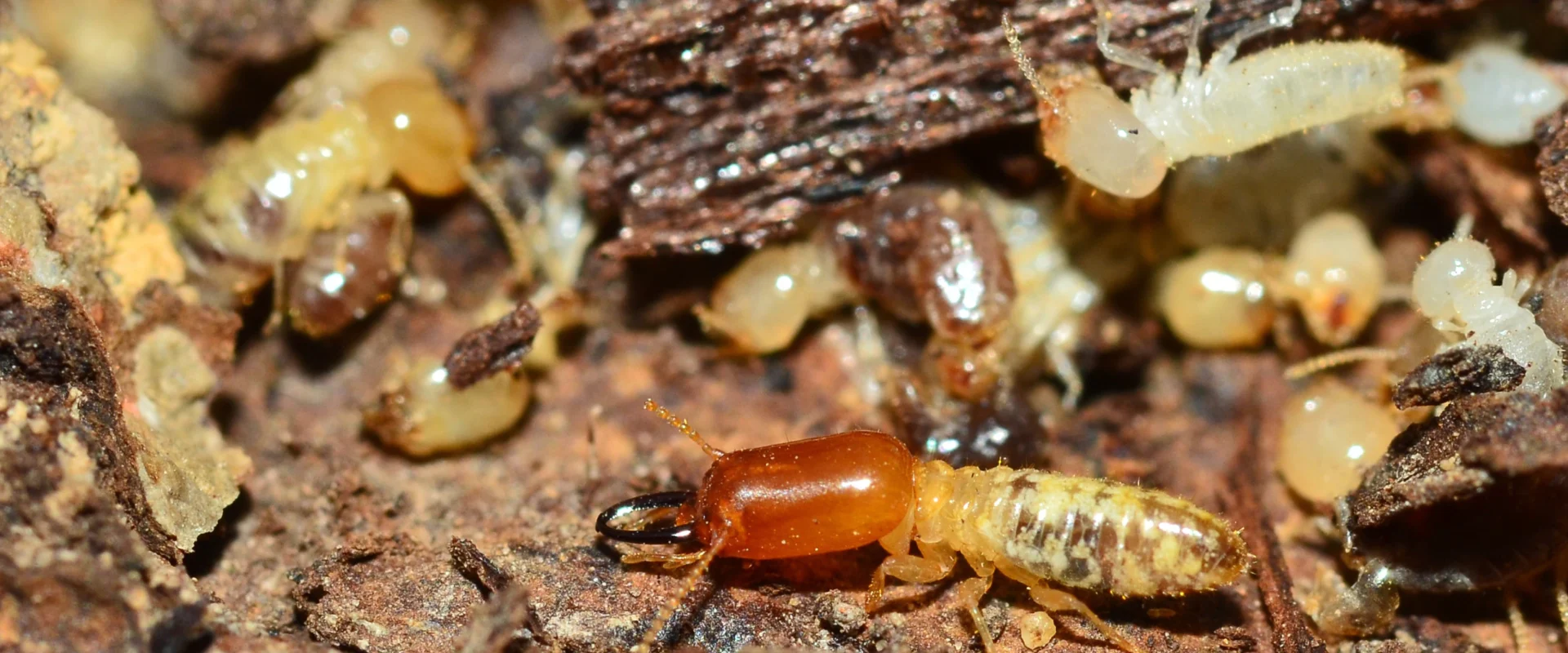 a close up look at the termite infestation