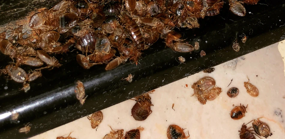 a close up look at the thriving bedbugs and roaches under the bed