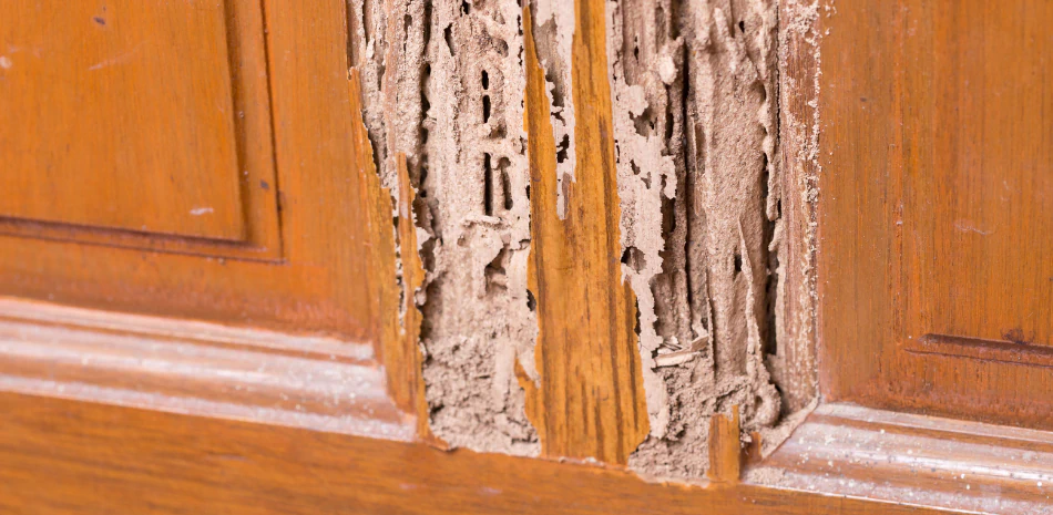 a termite infested interior side panels